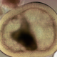 An embryonic stem cell